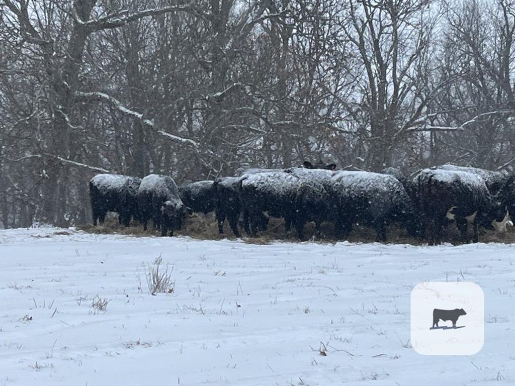 Cattle Range Listing Photo