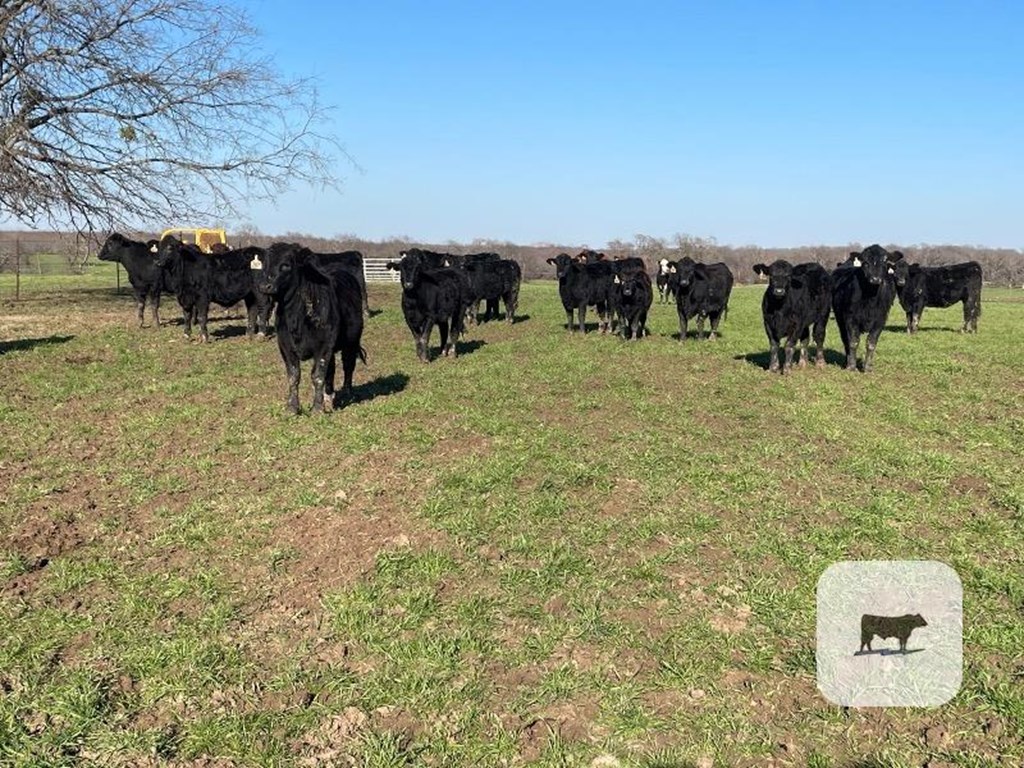 Cattle Range Listing Photo