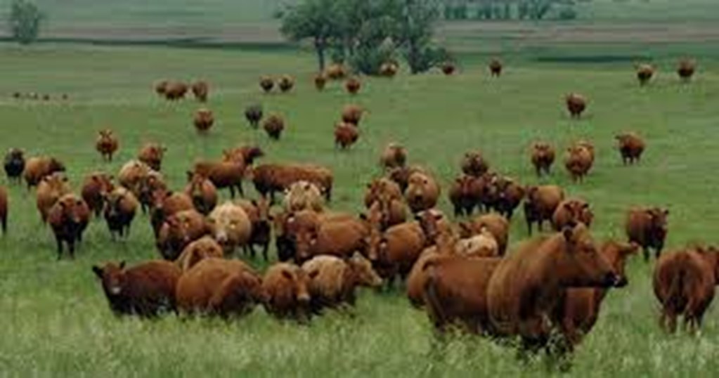 How Big is the U.S. Cattle Herd?