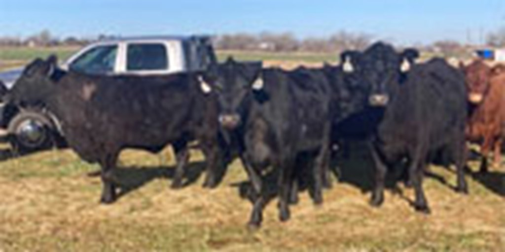 23 Angus Cows... N. Central TX