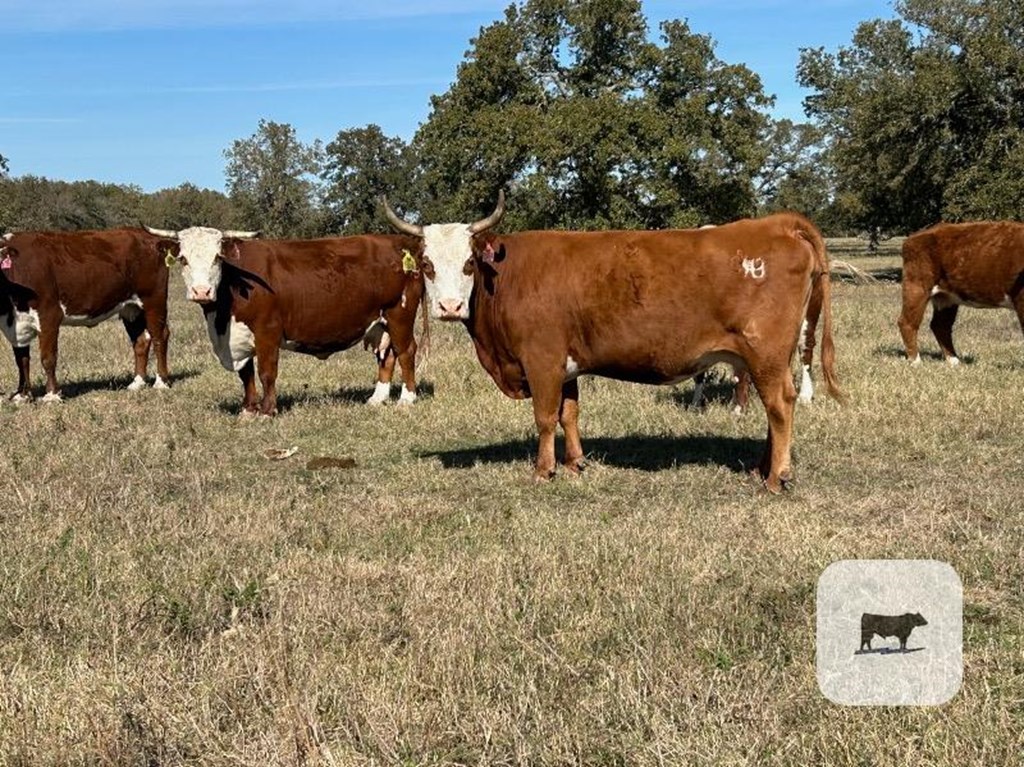 Cattle Range Listing Photo