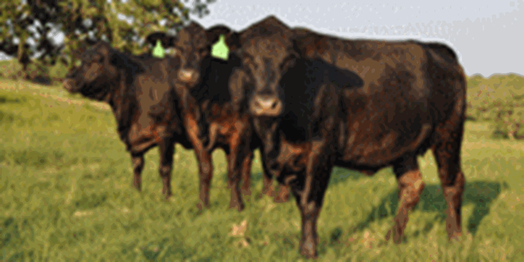 6 Brangus 2nd-Calf Cows... Central TX