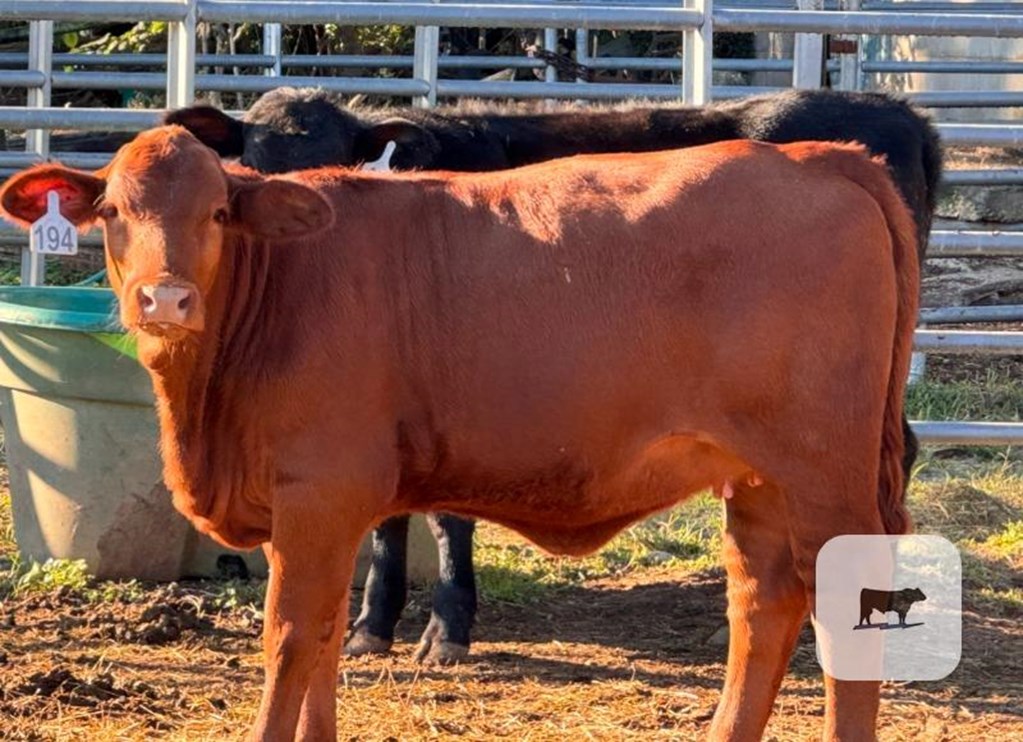 Cattle Range Listing Photo