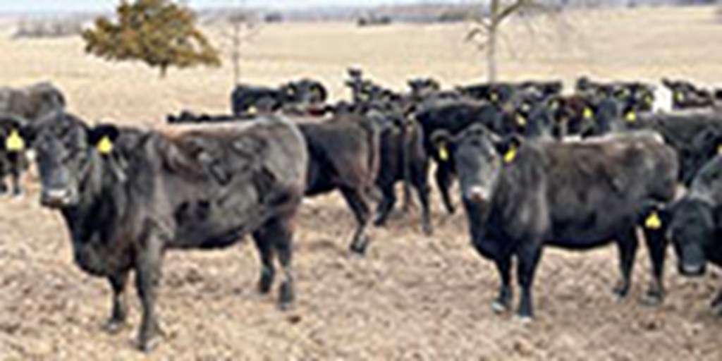 41 Angus & BMF Cows... Southwest MO