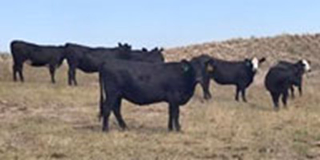550 Angus & 'BWF' Bred Heifers... N. Central NE