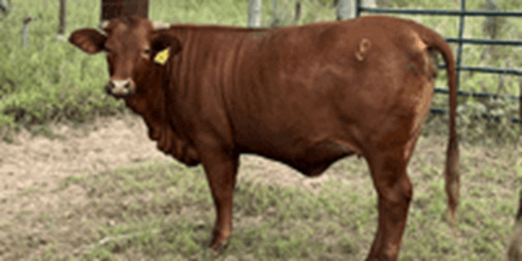 6 Reg. Beefmaster Bred Heifers... South TX