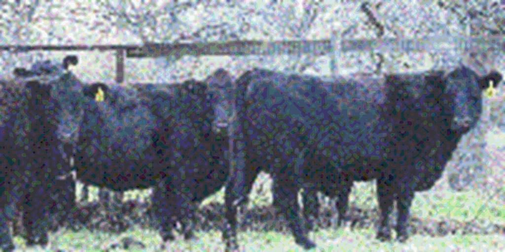 40 Angus & BWF Cows... Central TX