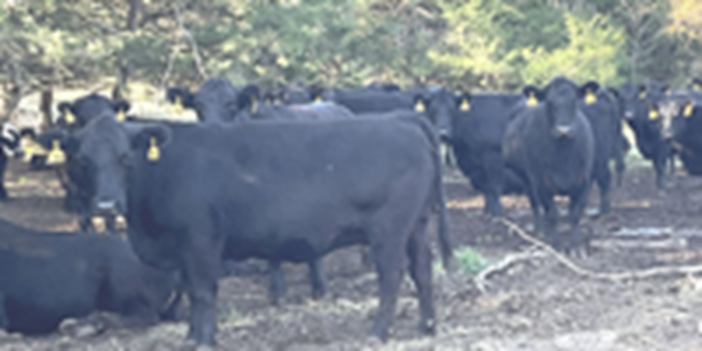40 Angus & BWF Cows... Southwest MO (1)