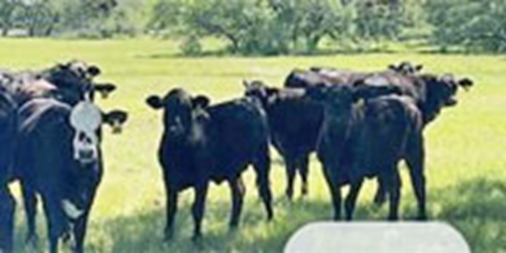 26 Brangus/Angus Open Rep. Heifers... South TX