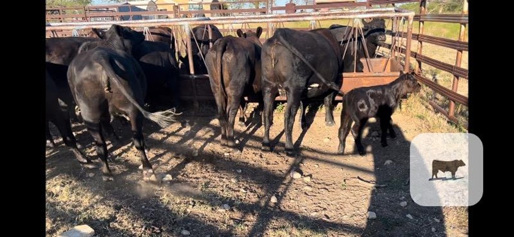 Cattle Range Listing Photo