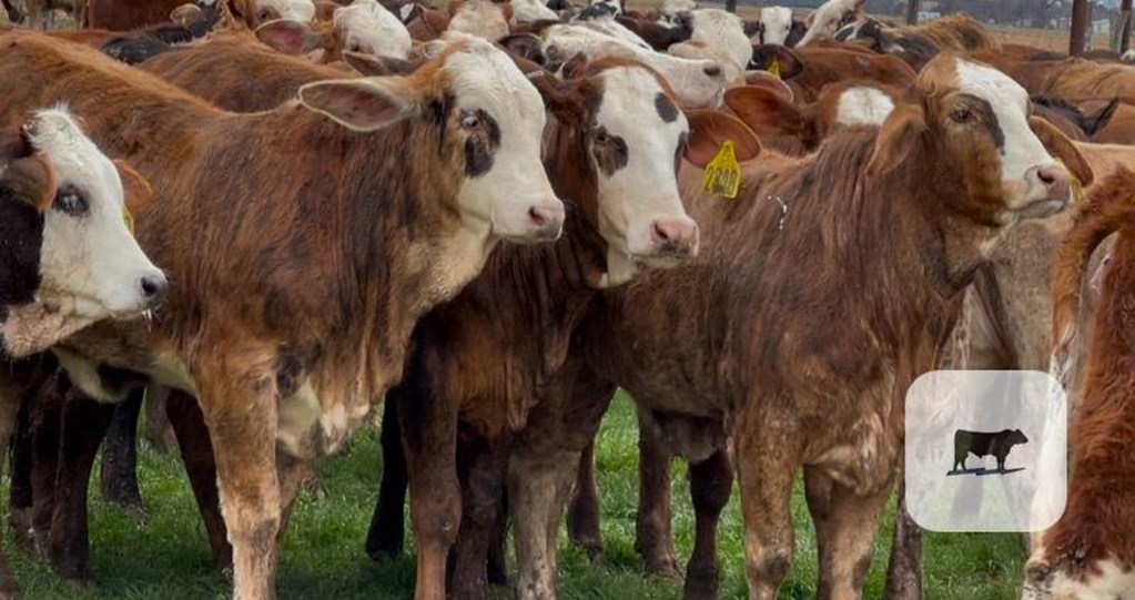 Cattle Range Listing Photo