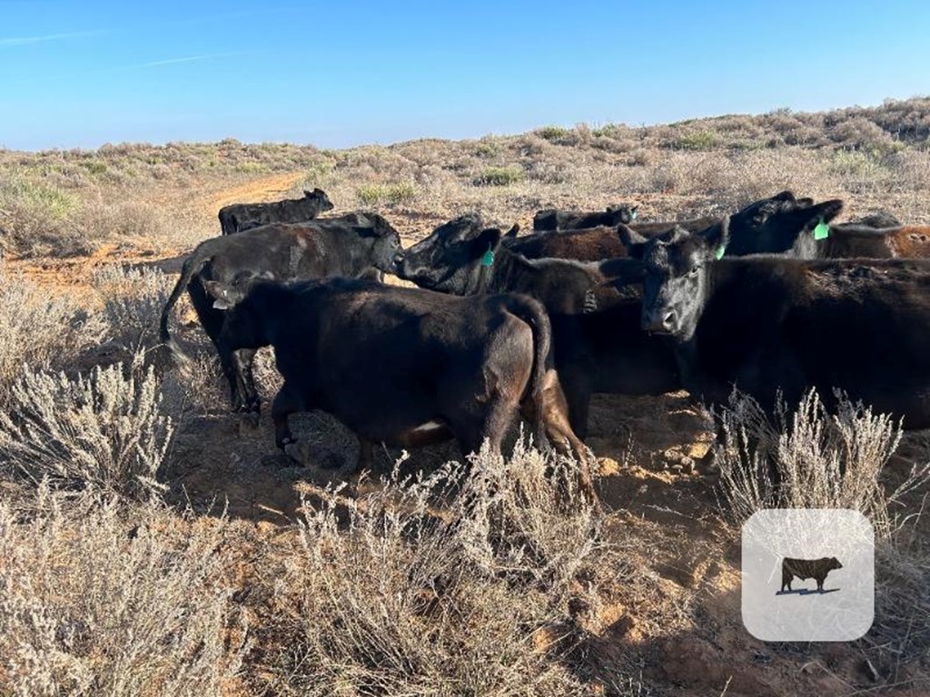 Cattle Range Listing Photo