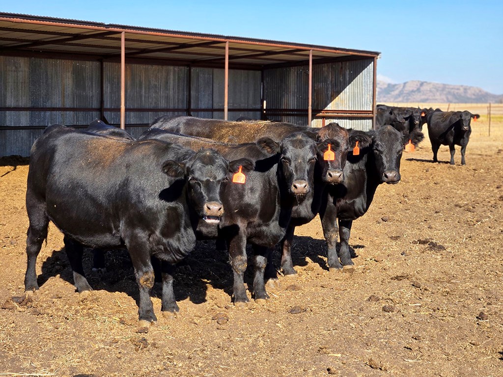 Cattle Range Listing Photo