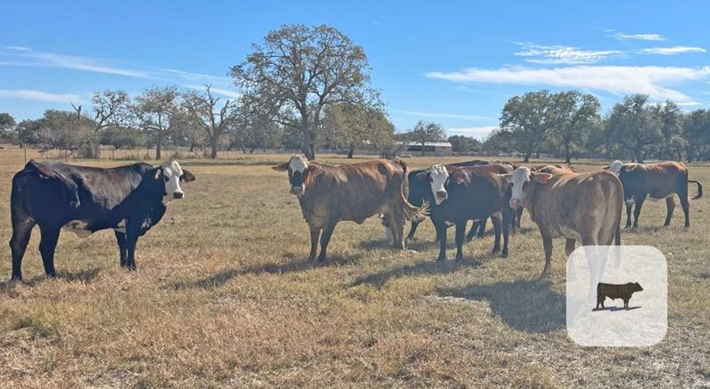 Cattle Range Listing Photo