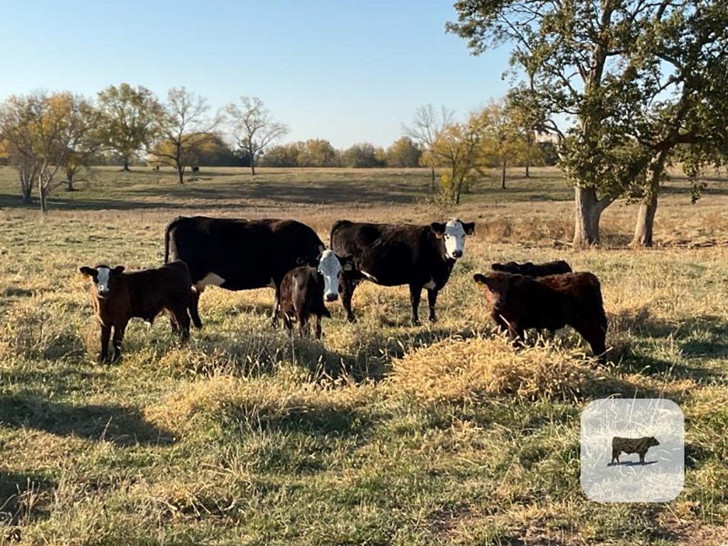 Cattle Range Listing Photo