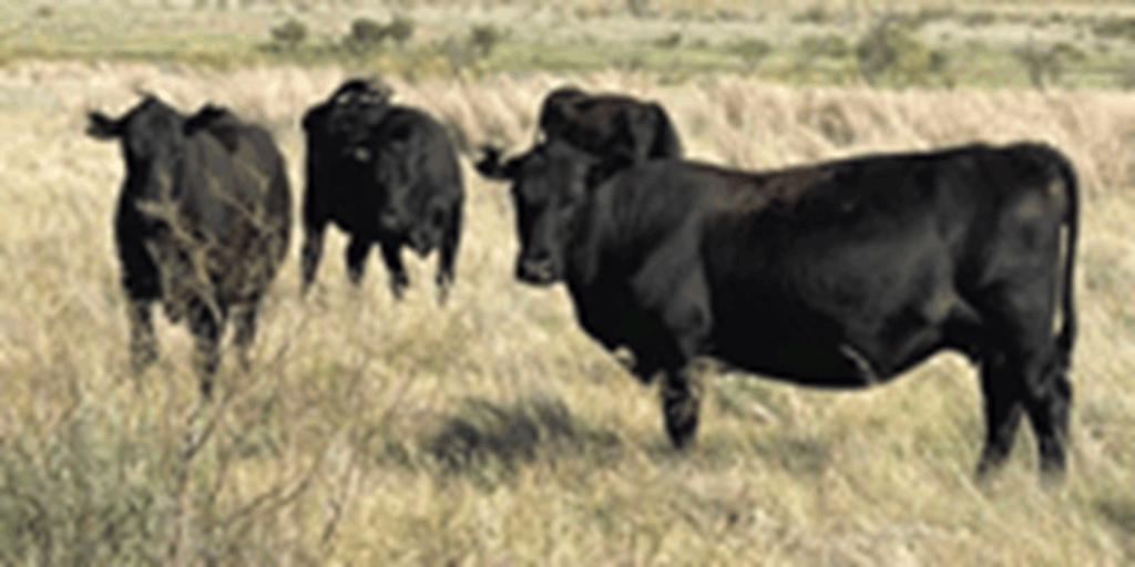 55 Angus 2nd-Calf Cows... North TX