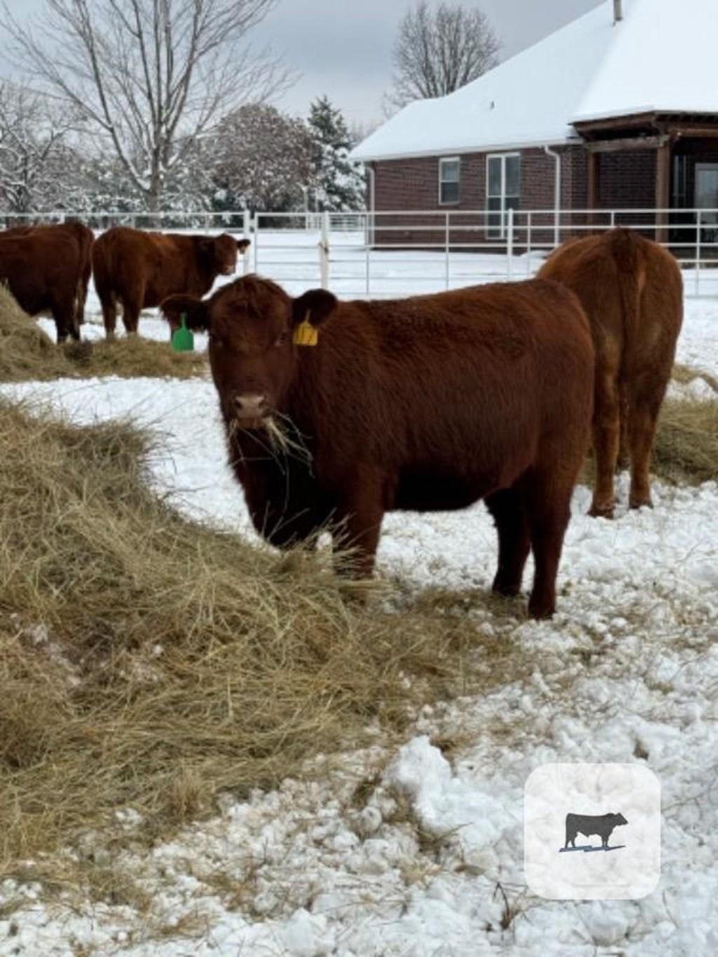 Cattle Range Listing Photo