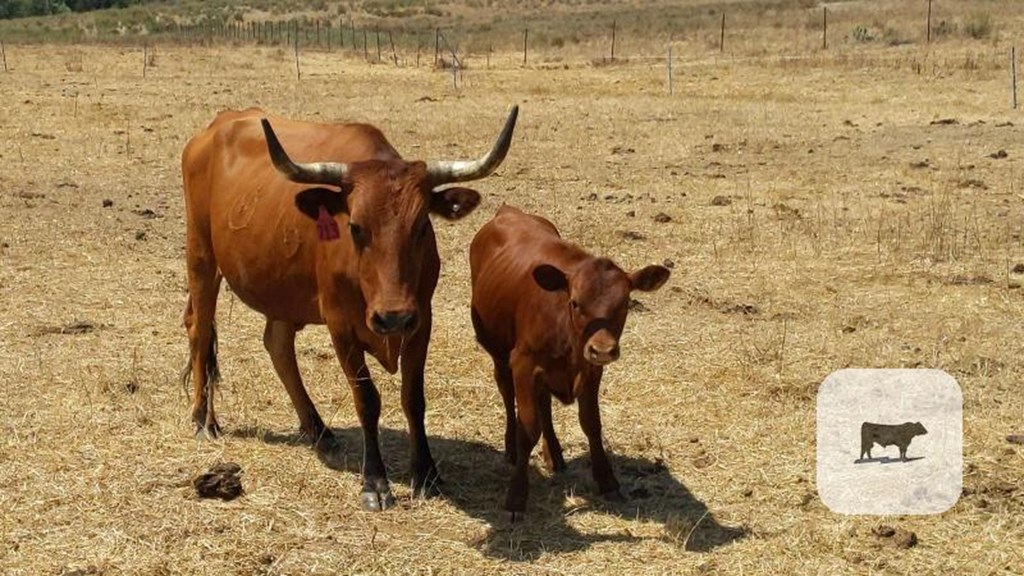 Cattle Range Listing Photo