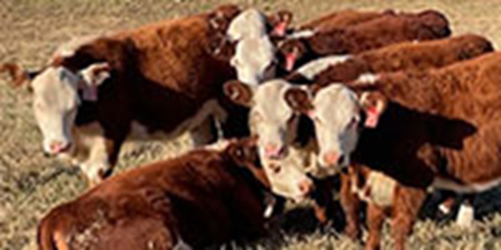 10 Reg. Hereford Rep. Heifers... E. Central OK