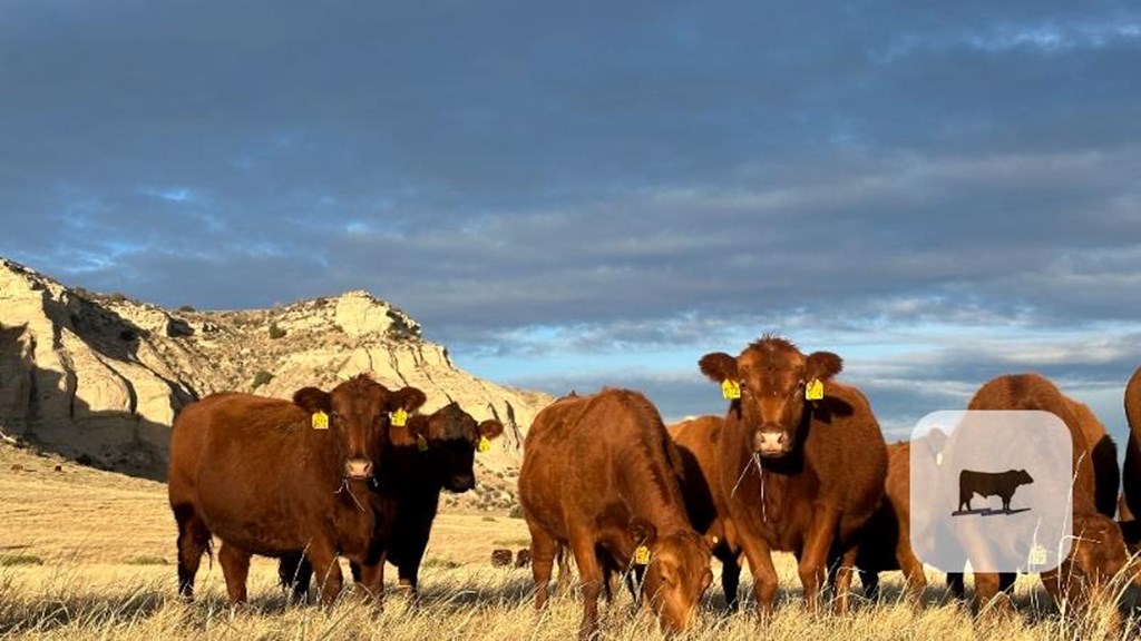 Cattle Range Listing Photo