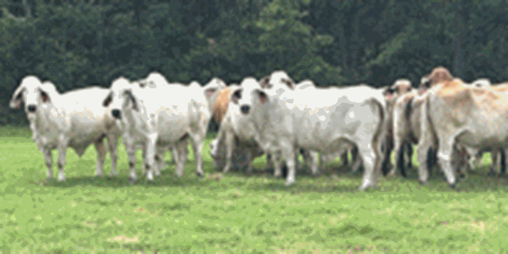 20 Brahman Cows... East TX