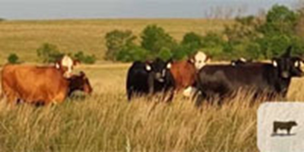 225 Angus, Red Angus, Charolais & Black Baldy Cows... Southeast KS