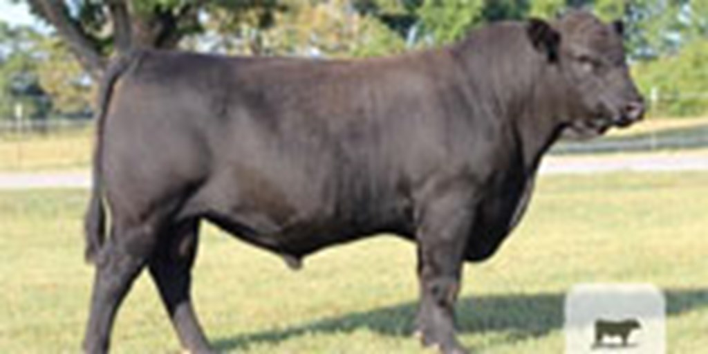 21 Reg. Angus & Reg. Line One Hereford Bulls... N. Central AL