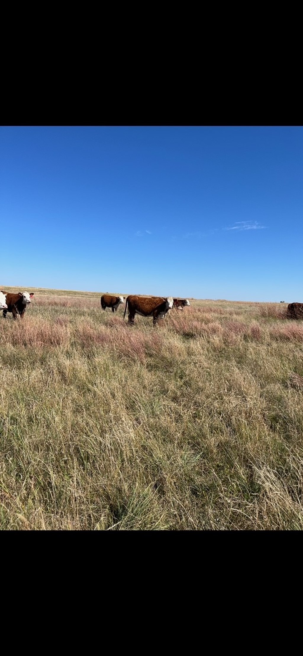 Cattle Range Listing Photo