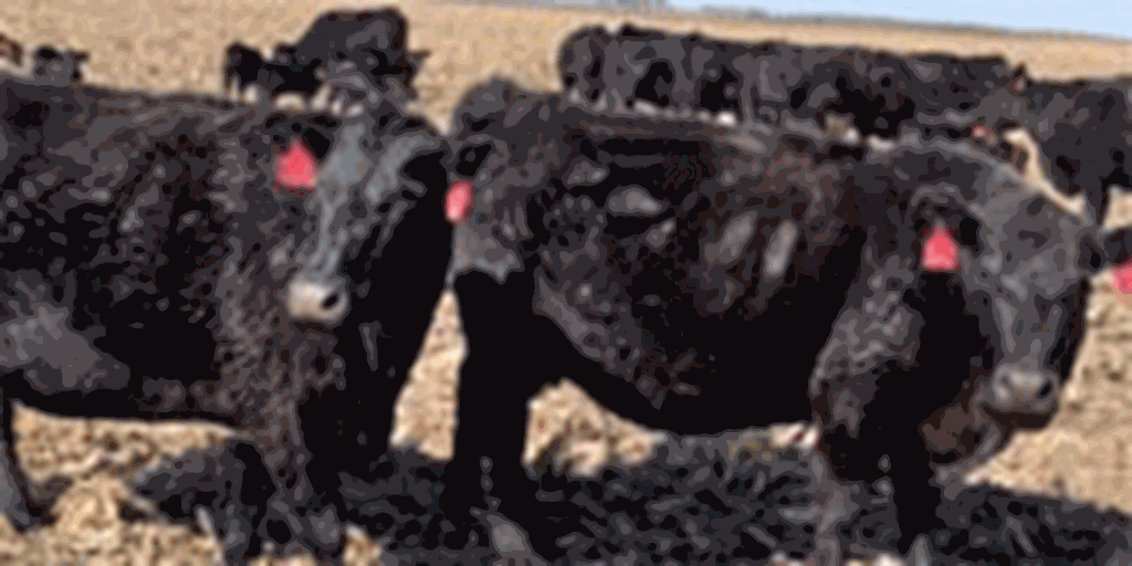 40 Angus & SimAngus Cross Cows w/ 32+ Calves... OK. Panhandle