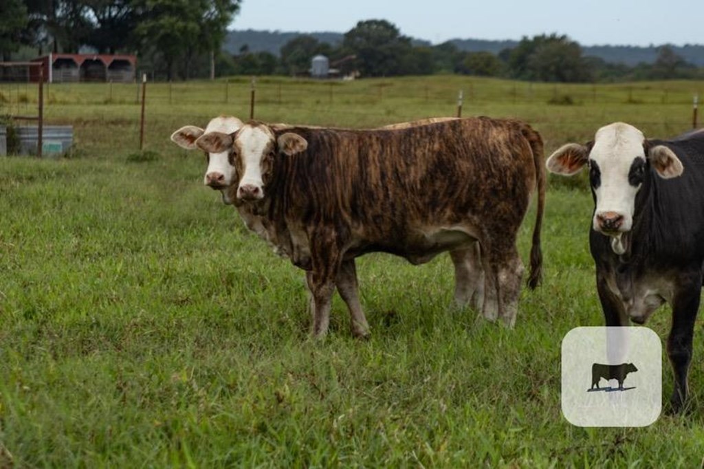 Cattle Range Listing Photo