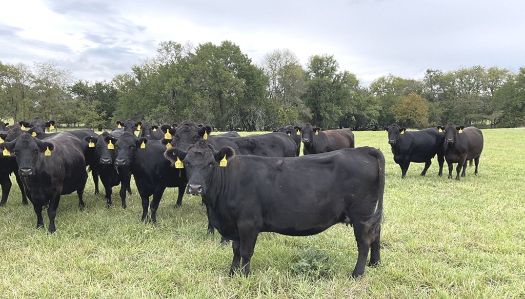 Beef & Cattle Markets start Fourth Quarter with Optimism