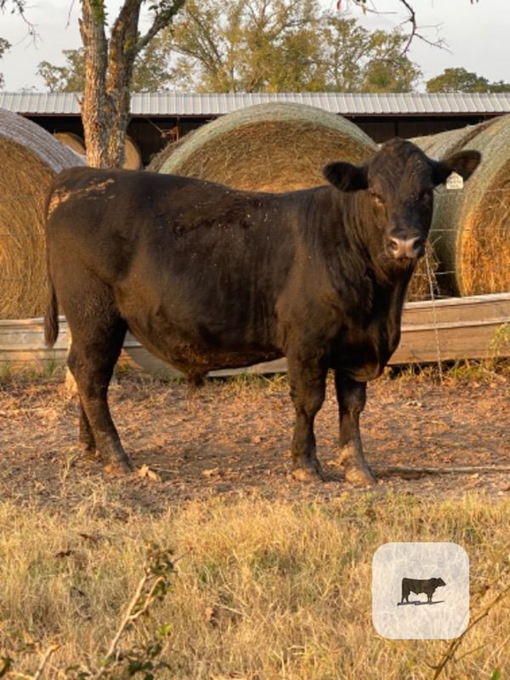 Cattle Range Listing Photo