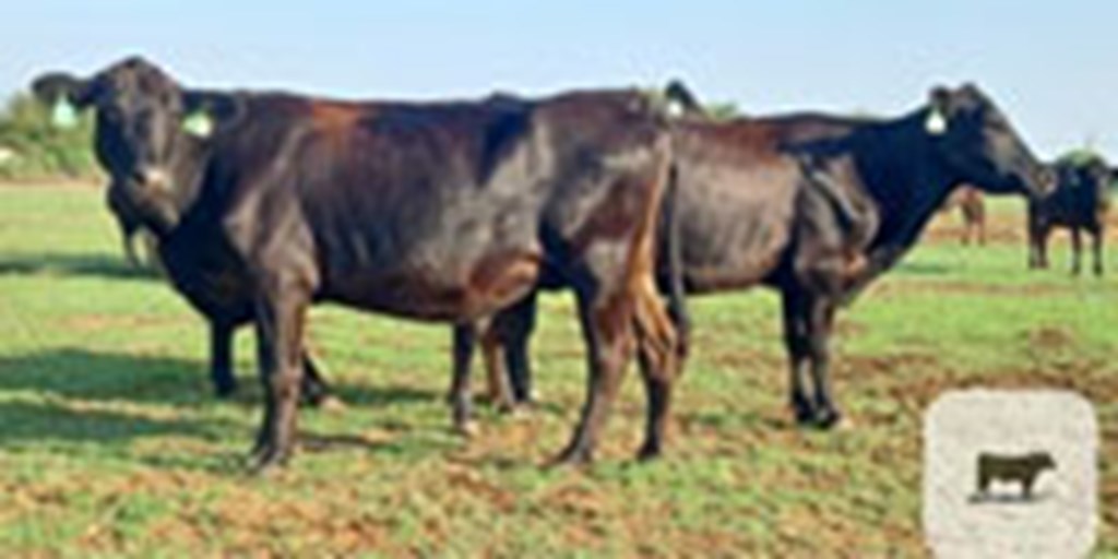 15 Angus Cows... South TX