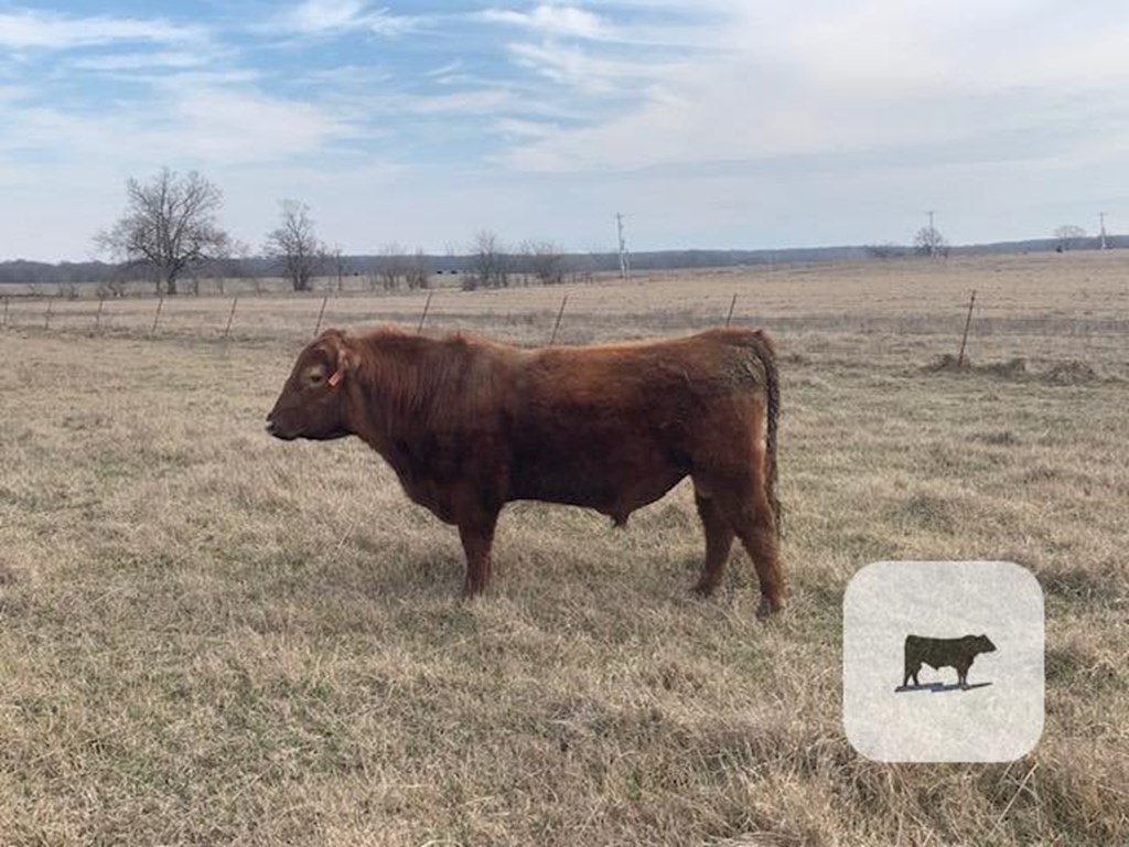 Cattle Range Listing Photo