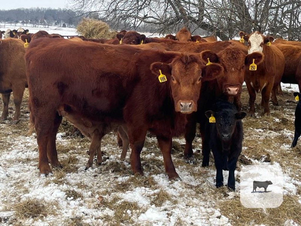 Cattle Range Listing Photo