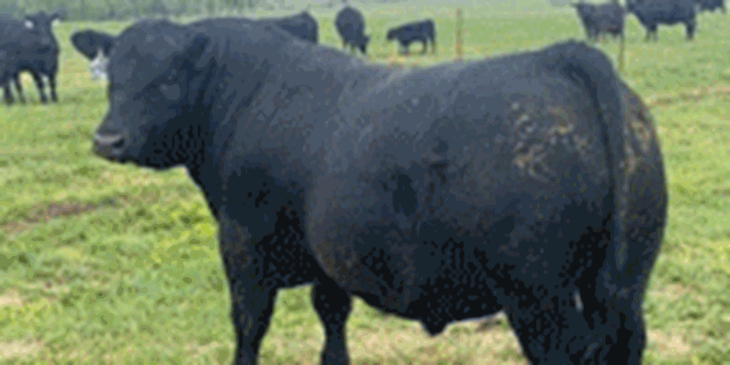 20 Reg. Angus Bulls... Northeast OK