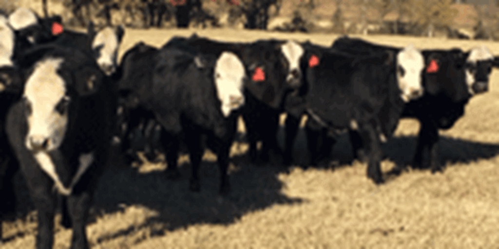 40 Angus Baldy Rep. Heifers... N. Central TX
