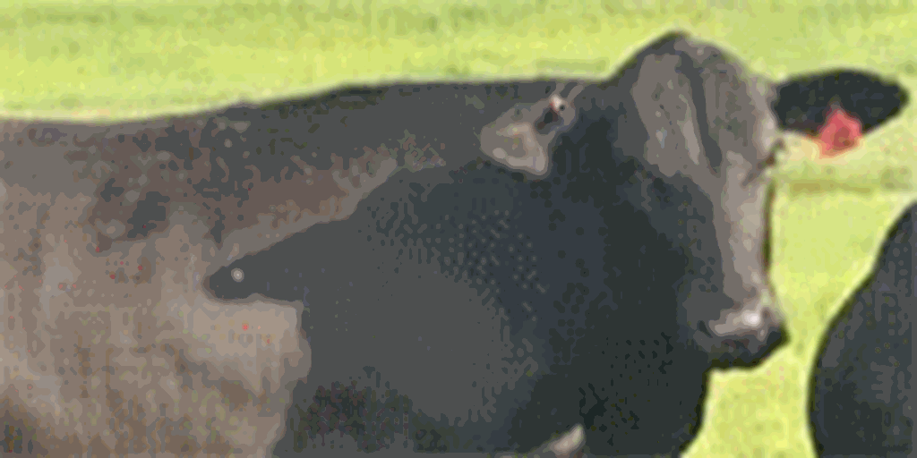 58 Brangus Rep. Heifers... East TX