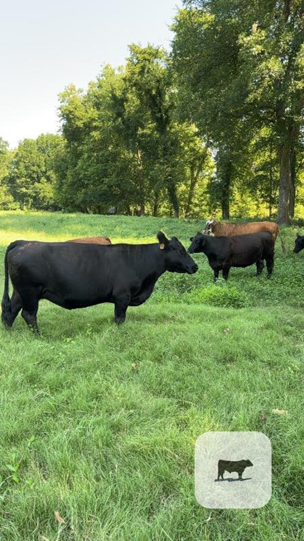 Cattle Range Listing Photo