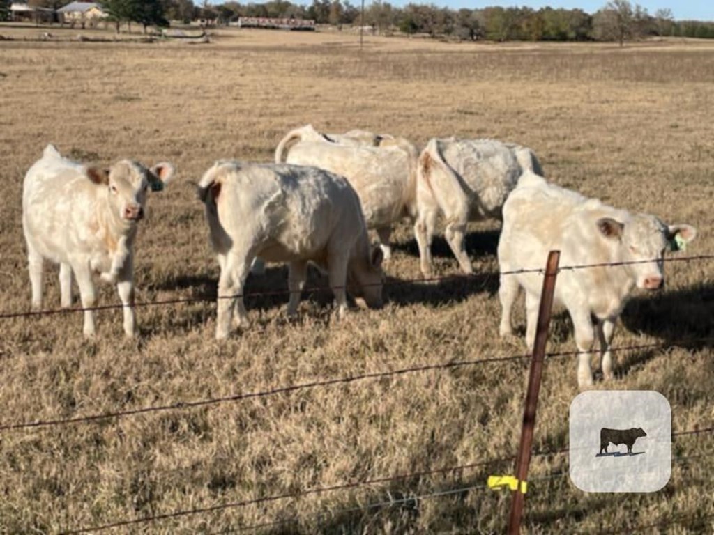 Cattle Range Listing Photo