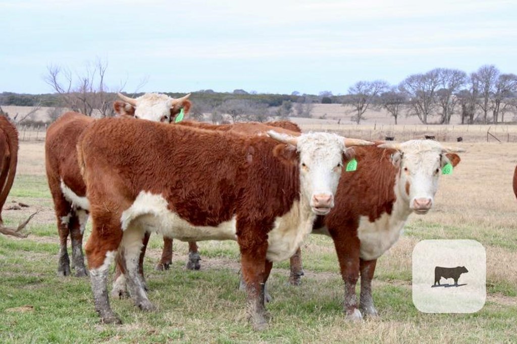 Cattle Range Listing Photo