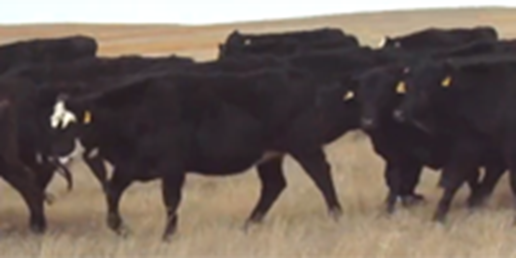 166 Angus & Black Baldy Bred Heifers... E. Central WY