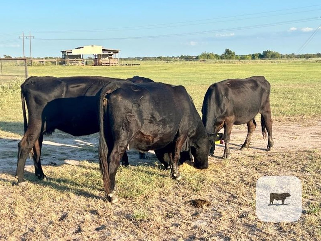 Cattle Range Listing Photo