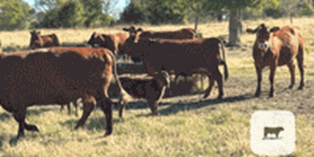 42 Red Angus Cross 2nd-Calf Cows w/ 30+ Calves... Northeast OK
