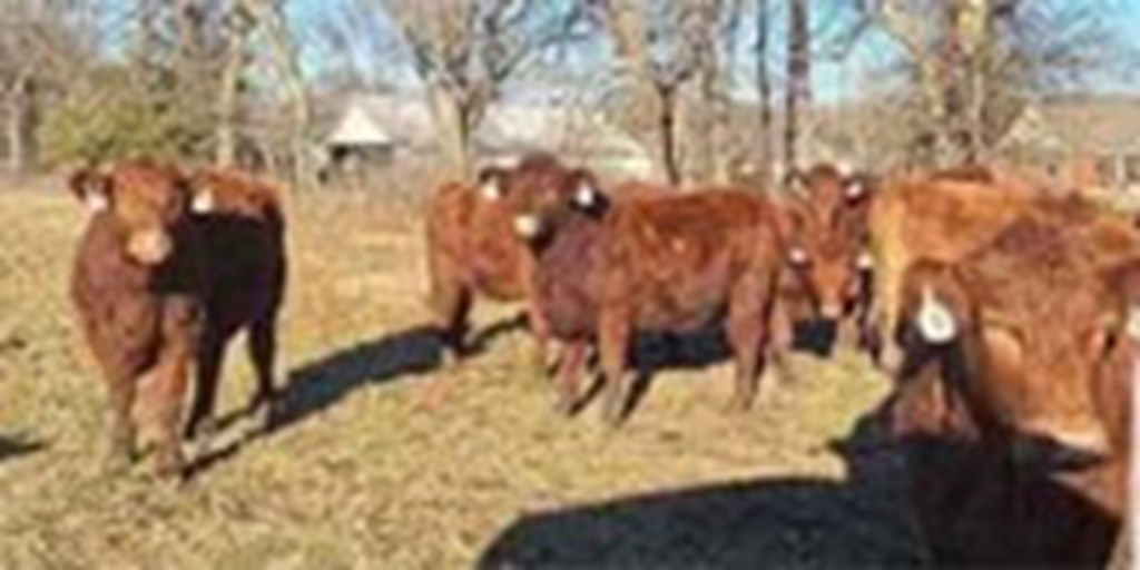 21 Red Angus Bred Heifers... Southwest MO