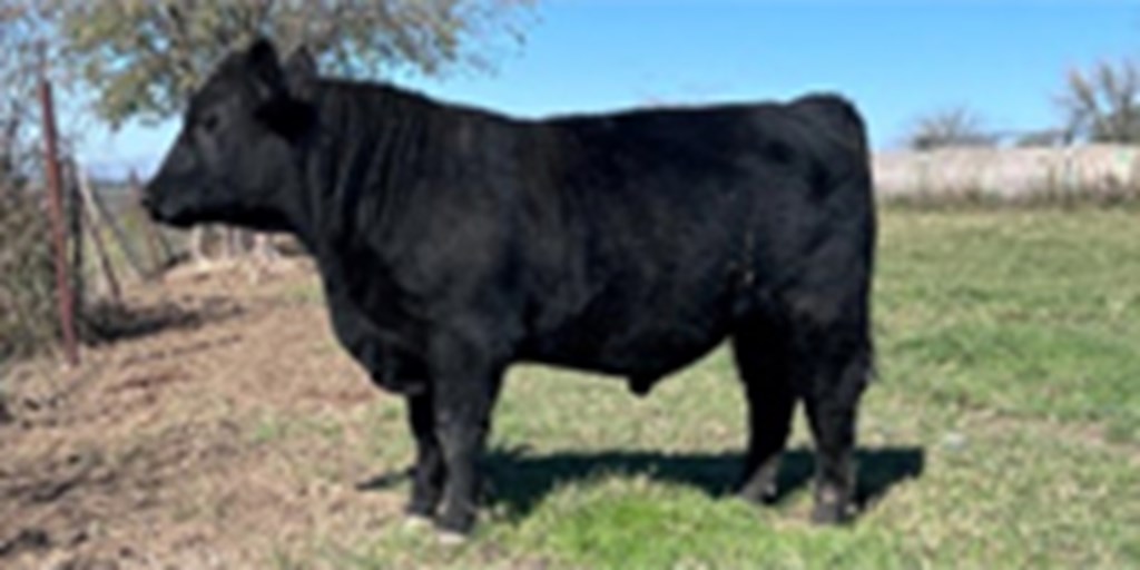 1 ChiAngus Bull... Central TX