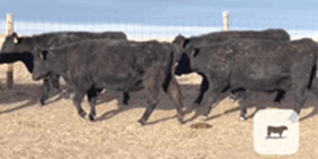 50 Angus 2nd-Calf Cows... E. Central WY
