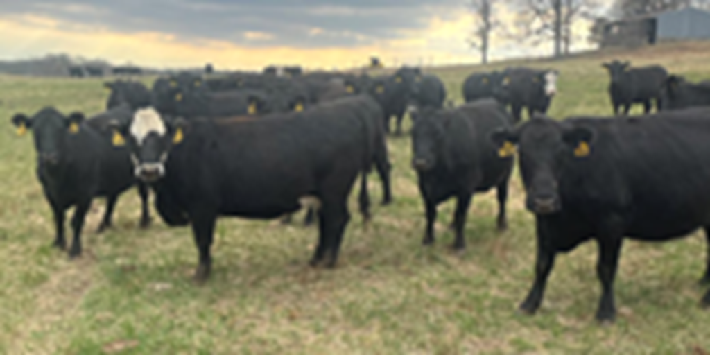 71 Angus & BWF Cows... Southwest MO
