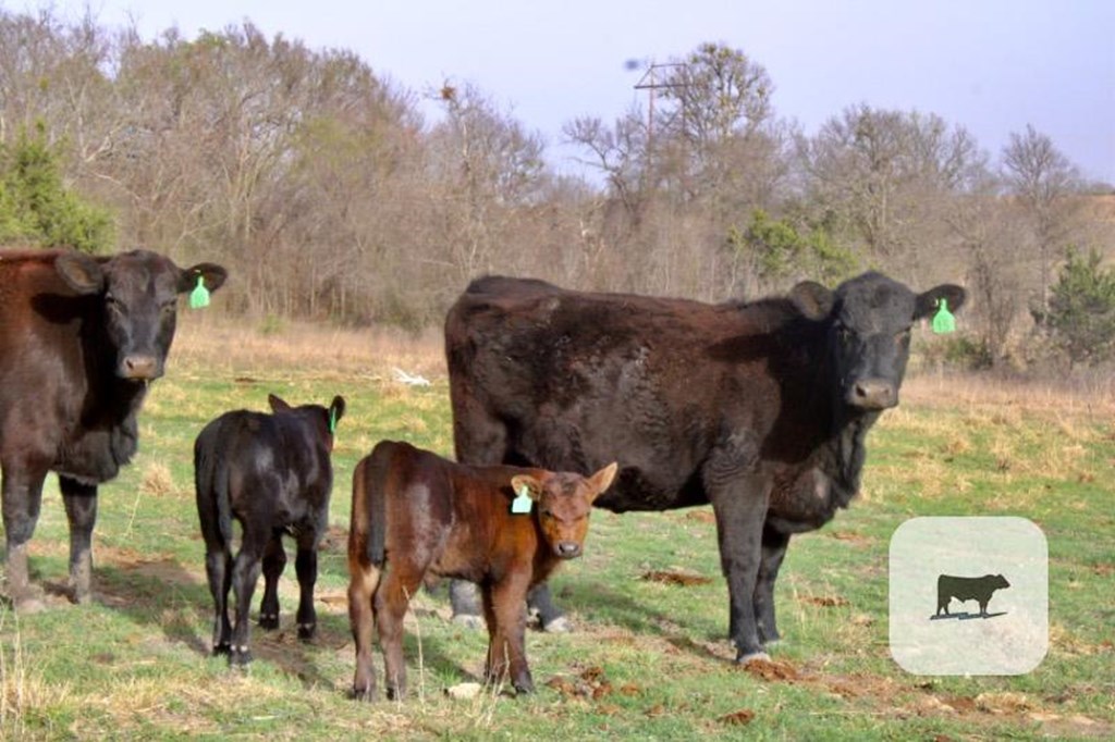 Cattle Range Listing Photo