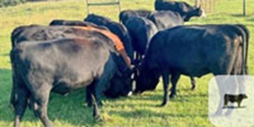 11 Angus & Angus Cross Bred Heifers... E. Central MS